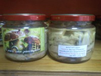 pleurotus